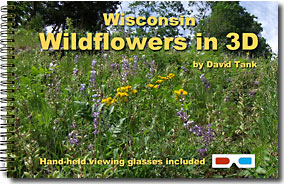 Wisconsin Wildflowers in 3D